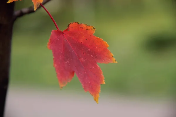 Foglia rossa di autunno di un acero su un ramo — Foto Stock