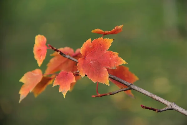 Foglie rosse autunno ramo d'acero — Foto Stock