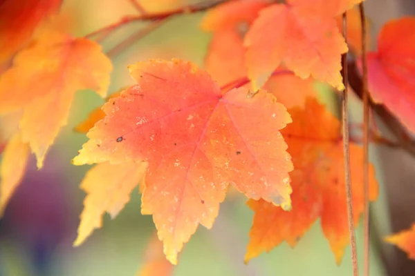 Feuilles rouges branche d'érable d'automne — Photo