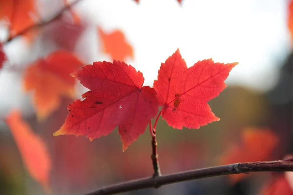 Czerwone liście jesienią klonowej gałęzi — Zdjęcie stockowe