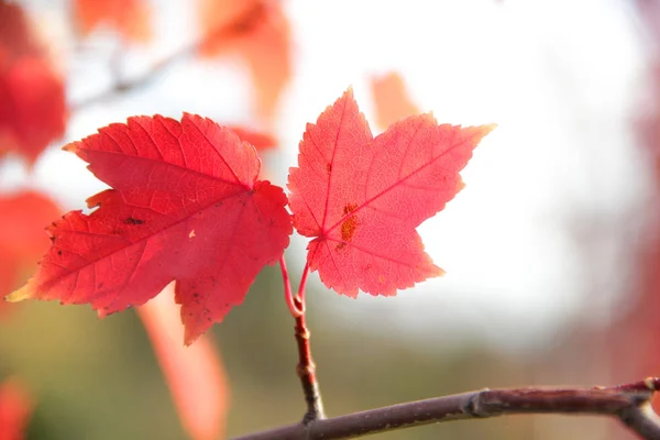 Красные листья осенние кленовые ветви — стоковое фото