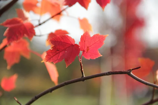 Kırmızı yaprakları sonbaharda akçaağaç şube — Stok fotoğraf