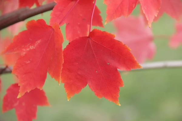 Czerwone liście jesienią klonowej gałęzi — Zdjęcie stockowe