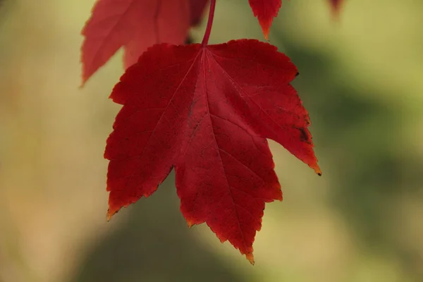 Red leaves autumn maple branch — Stock Photo, Image