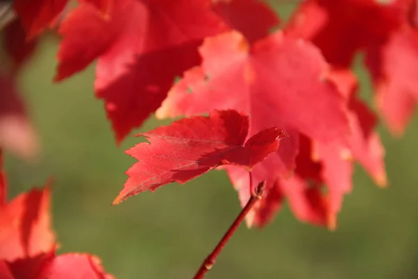 Listy na podzim javor větev — Stock fotografie