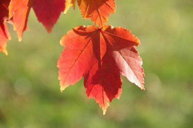 Şube sonbahar akçaağaç yaprakları