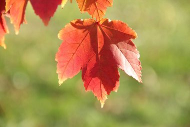 Şube sonbahar akçaağaç yaprakları