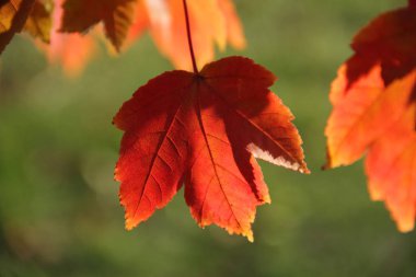 Şube sonbahar akçaağaç yaprakları
