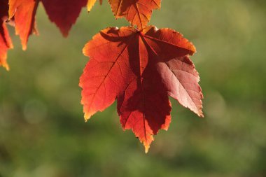 Şube sonbahar akçaağaç yaprakları