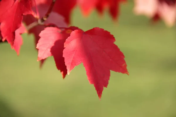 Листья на ветке осенний клен — стоковое фото