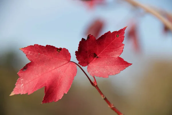 Kırmızı yaprakları sonbaharda akçaağaç şube Park — Stok fotoğraf