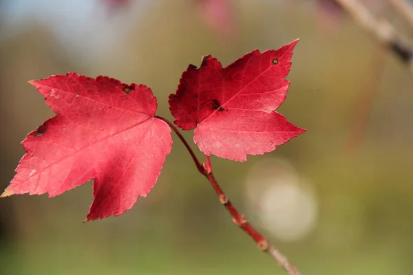 Listy na větvi javor podzim listy na obloze na pozadí — Stock fotografie
