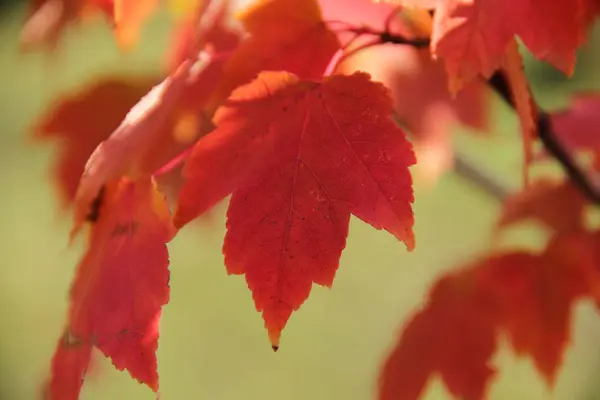 Şube sonbahar akçaağaç yaprakları — Stok fotoğraf
