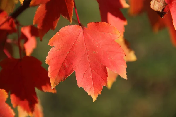 Listy na podzim javor větev — Stock fotografie