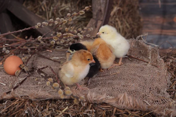 Petits poulets moelleux sur paille — Photo