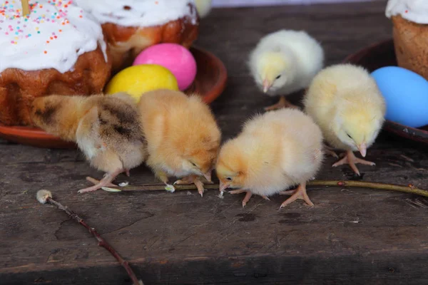 Kippen in de buurt van Pasen taarten — Stockfoto