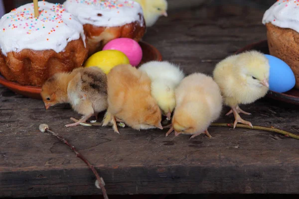 Chickens near Easter cakes — Stock Photo, Image