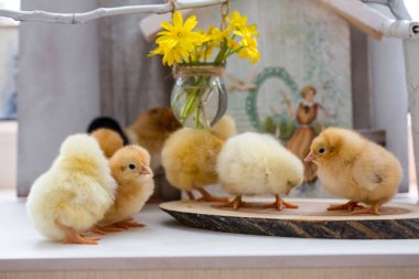 ahşap bir masa üzerinde canlı küçük tavuk