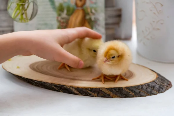 Dziecięce ręce trzymając małe mieszkają kurczaka — Zdjęcie stockowe