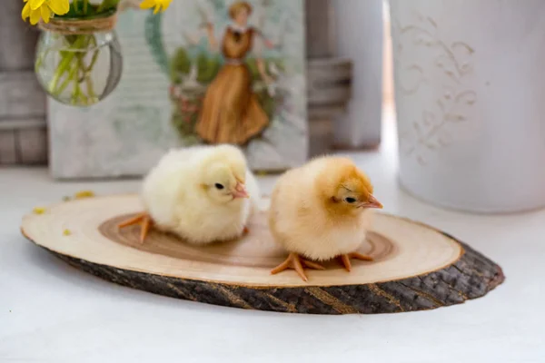 Petits poulets vivants sur une table en bois — Photo