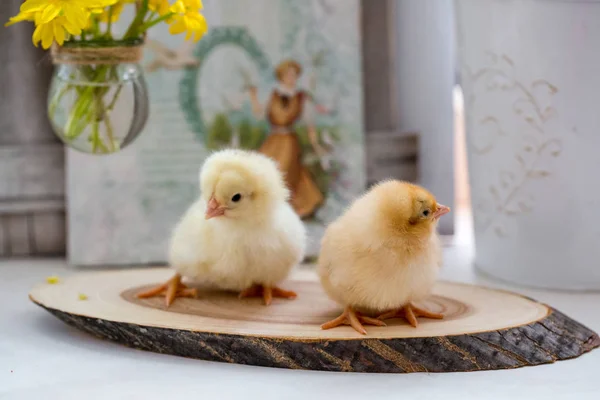 Petits poulets vivants sur une table en bois — Photo