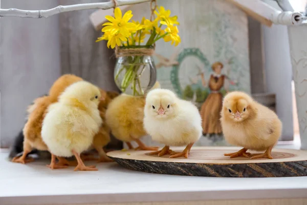 Pollitas vivas en una mesa de madera — Foto de Stock