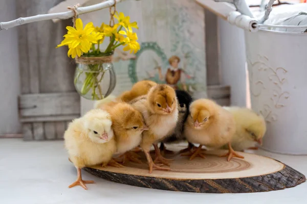 Živá malá kuřata na dřevěný stůl — Stock fotografie