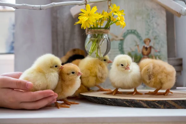 Kinderhände halten ein kleines lebendes Huhn — Stockfoto