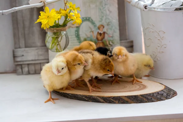 Petits poulets vivants sur une table en bois — Photo