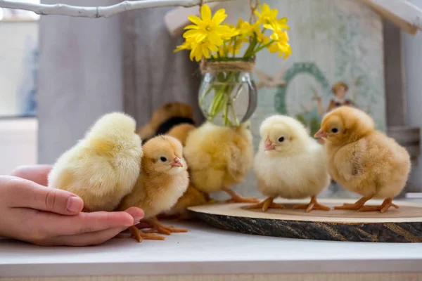 Mãos de crianças segurando um pequeno frango vivo — Fotografia de Stock