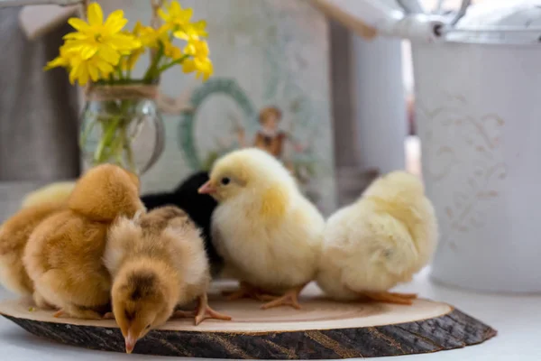 Petits poulets vivants sur une table en bois — Photo