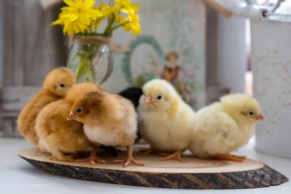 Živá malá kuřata na dřevěný stůl — Stock fotografie