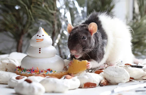 Ruční myš jíst sýr na stůl holiday — Stock fotografie