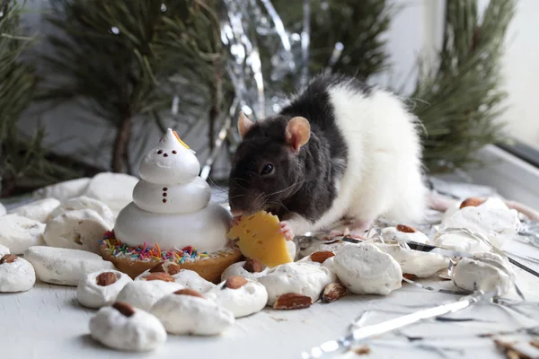 Ruční myš jíst sýr na stůl holiday — Stock fotografie
