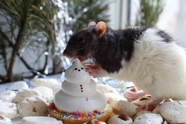 Ruční myší kousnutí dort pusinky — Stock fotografie