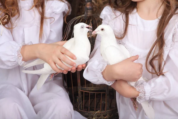 Mãos de crianças segurar pombas brancas vivas — Fotografia de Stock