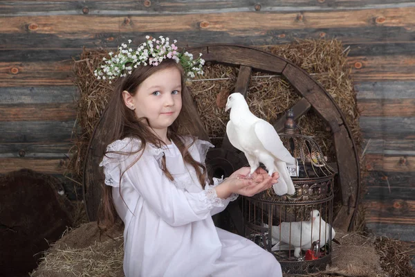 Una paloma viva está sentada en las manos de la chica en el blanco dre —  Fotos de Stock