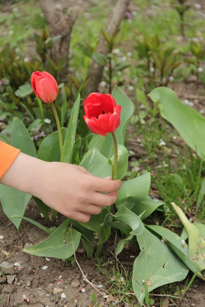 Een kind hand pakt een rode tulp — Stockfoto