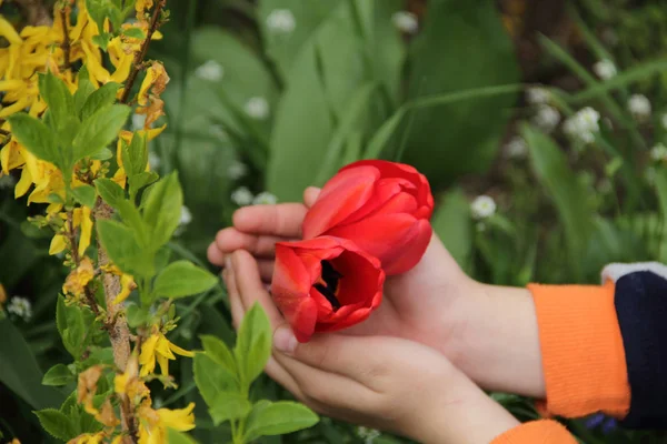 Baby handen met de geopende kiem van een rode tulp — Stockfoto