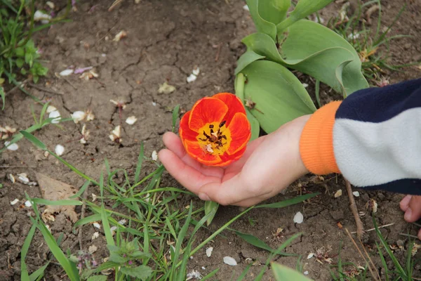 Baby handen met de geopende kiem van een rode tulp — Stockfoto