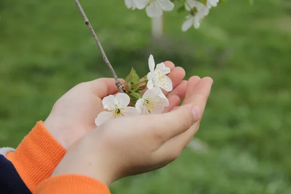 Takje sierkers in de handen van kinderen — Stockfoto