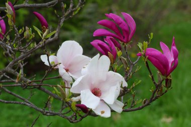 Lale ağacı çiçek. Çiçek açan Manolya