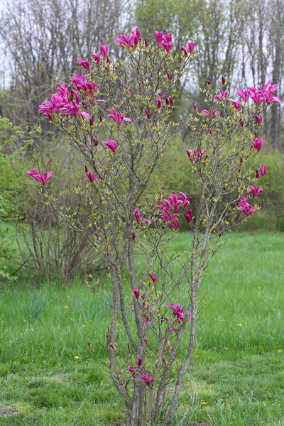 盛开的郁金香树。盛开的木兰 — 图库照片
