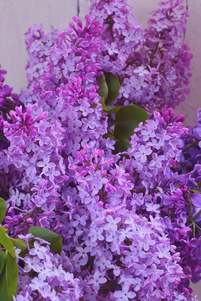 Lila. Lente boeket van seringen — Stockfoto