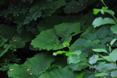 çim, Arctium fındık yeşil büyük kupa