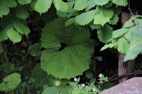 Zielony duży kubek w trawie, Arctium lappa — Zdjęcie stockowe