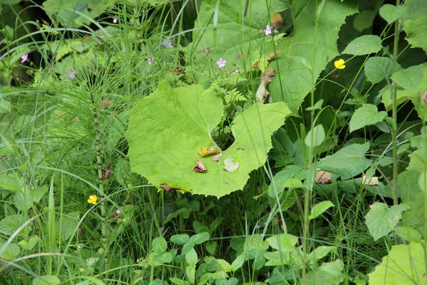 Grande tasse verte dans l'herbe, Arctium lappa — Photo