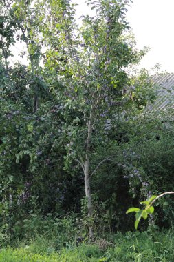 Olgun Erik erik ağacı dalları üzerinde