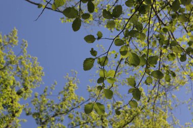 Mavi gökyüzü arka plan üzerinde yeşil şube