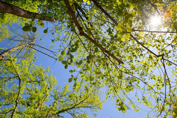 Zielona gałązka, na tle błękitnego nieba — Zdjęcie stockowe